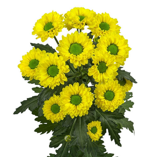 Picture of Chrysant. Santini Aviso