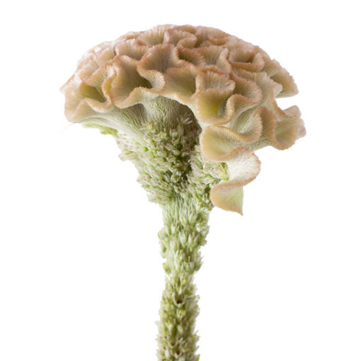 Picture of Celosia Haute Couture
