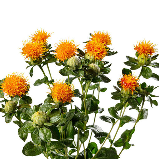 Picture of Carthamus Orange