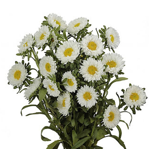 Picture of Aster Callistephus White