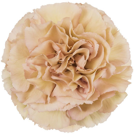 Picture of Carnation Lege Marron