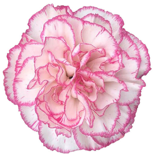 Picture of Carnation Komanchi