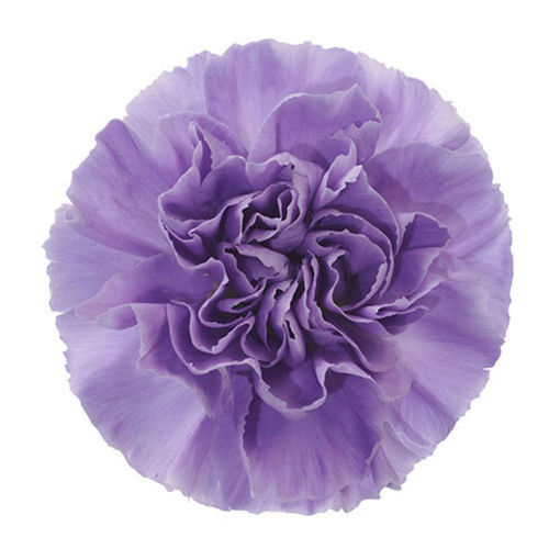 Picture of Carnation Moon Aqua