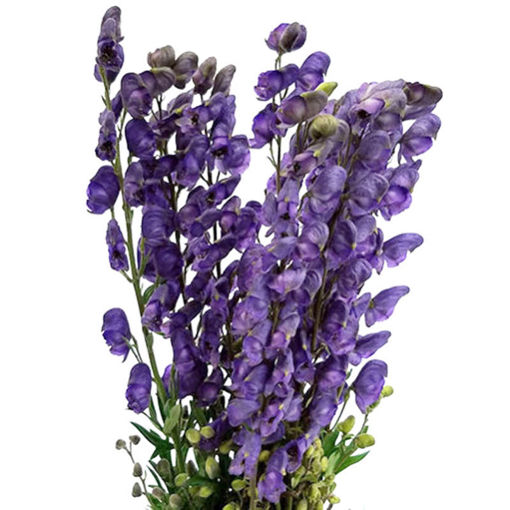 Picture of Aconitum Monkshood - Blue