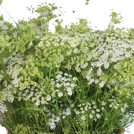 Picture of Ammi Majus Graceland