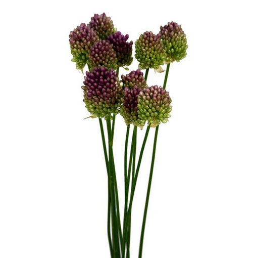 Purple Bullet Allium Flower Stems