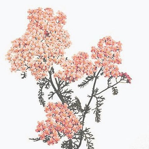 Picture of Achillea Lachsschoenheit
