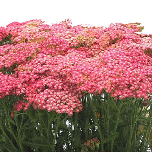 Picture of Achillea Bianca Classic