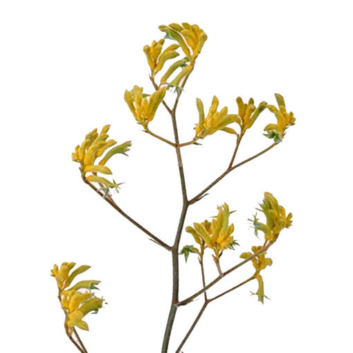 Picture of Anigozanthos Bush Down