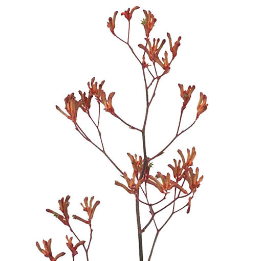 Picture of Anigozanthos Bush Sunset