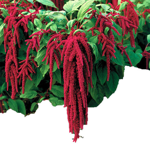 Picture of Amaranthus Caudatus Red