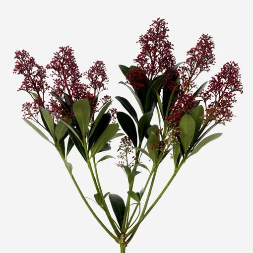 Picture of Skimmia Rubella Red