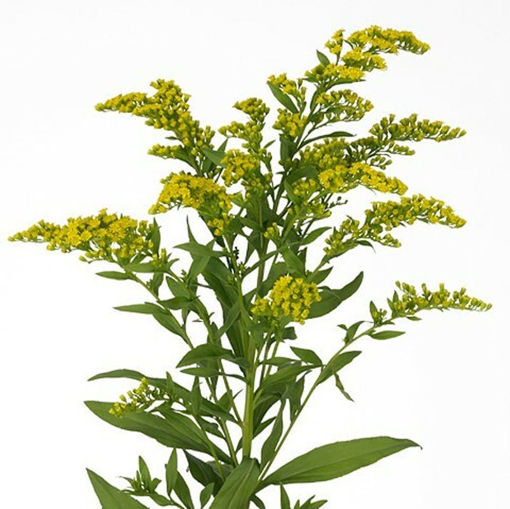 Picture of Solidago Carzan Glory