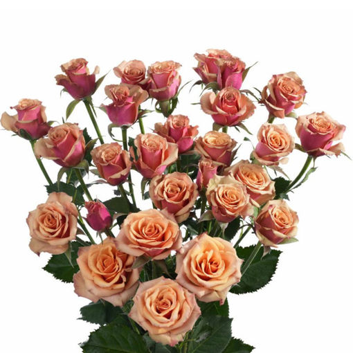 Picture of Rose Spray Antigua