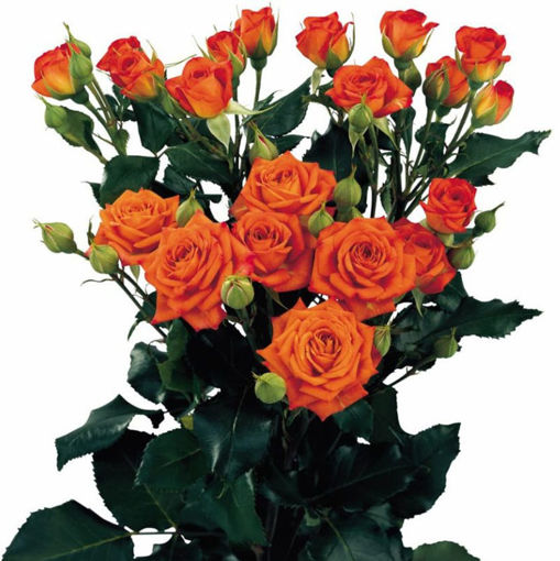 Picture of Rose Spray Babe