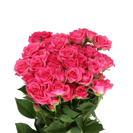 Picture of Rose Spray Lianne