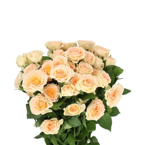 Picture of Rose Spray Sancere
