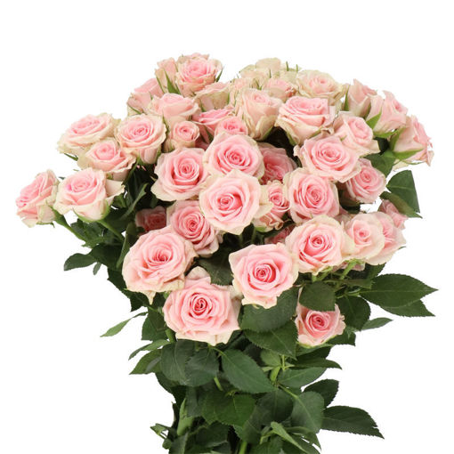 Picture of Rose Spray Severina
