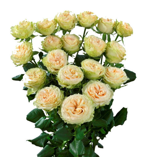 Picture of Rose Spray SummerRose
