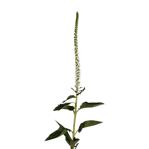 Picture of Veronica Smart Jewel