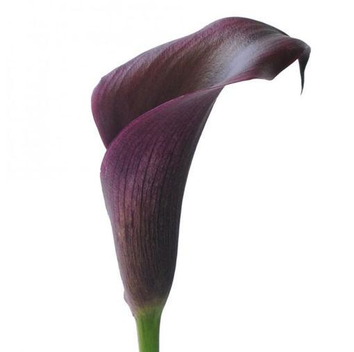 Picture of Calla Lilly Odessa