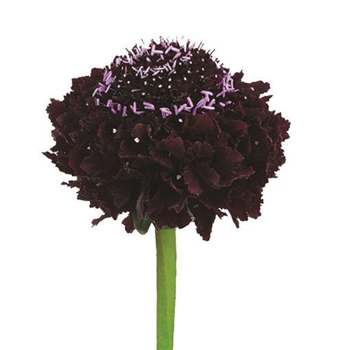Picture of Scabiosa Blackberry Scoop