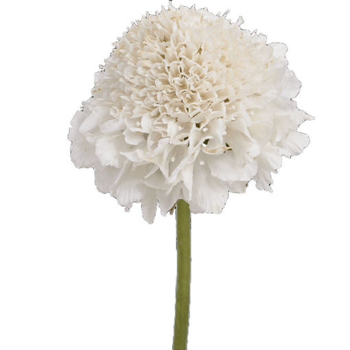 Picture of Scabiosa White Scoop