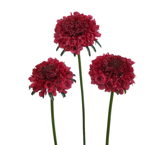 Picture of Scabiosa Dark Cherry Scoop