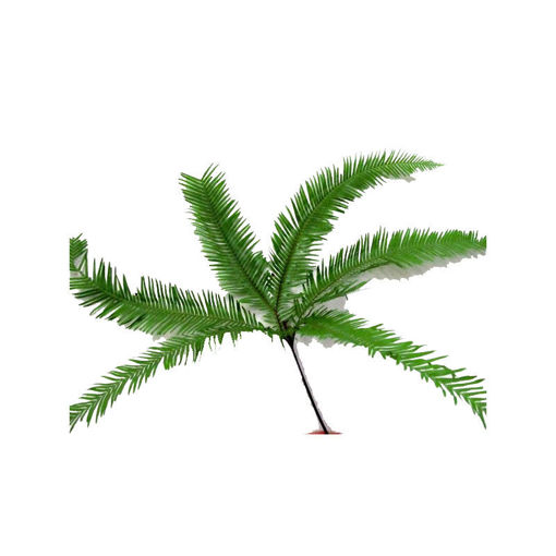 Picture of Umbrella Fern