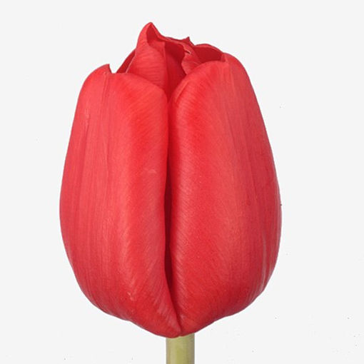 Picture of Tulip Escape