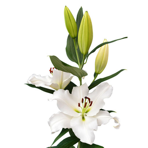Picture of Lillium Oriental Signum