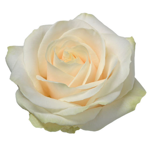 Picture of Rose Four Seasons