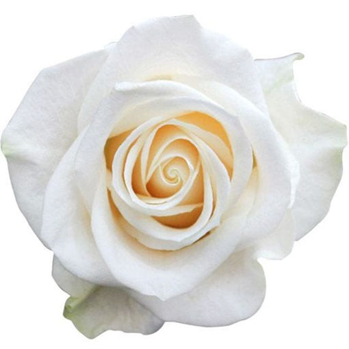 Picture of Rose Vendela