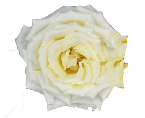 Picture of Rose Alp d'Huez