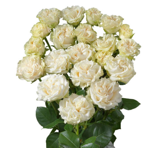 Picture of Rose Spray Ivory Flow