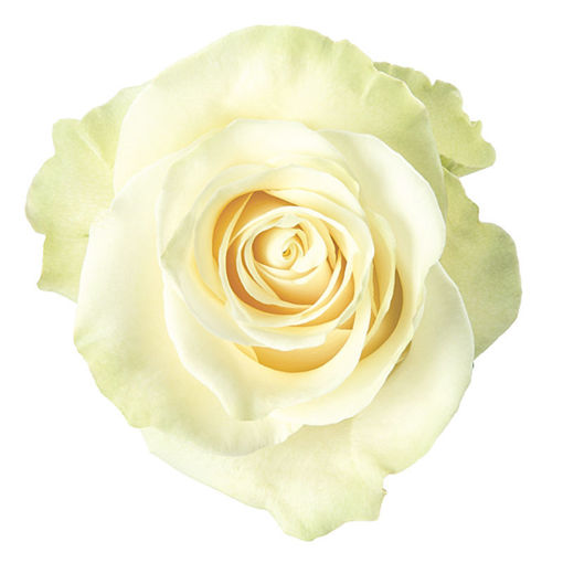 Picture of Rose Mondial