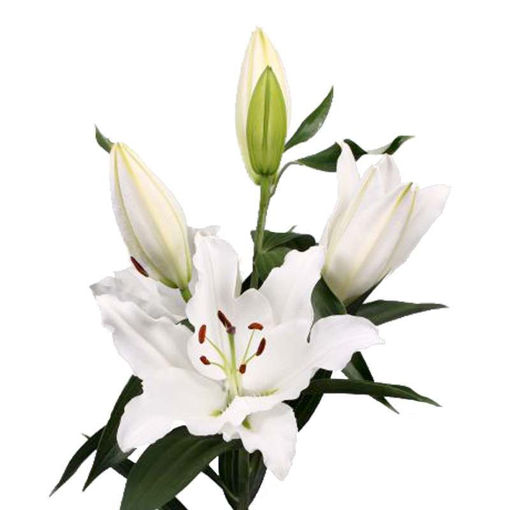 Picture of Lillium Ascot
