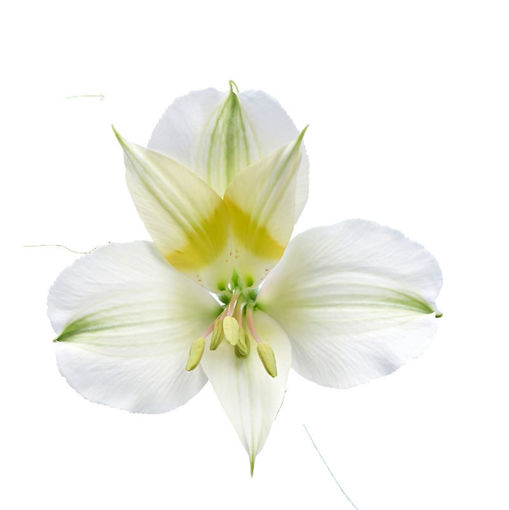 Picture of Alstroemeria Ice Cream