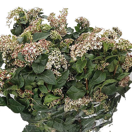 Picture of Viburnum Macrophylla
