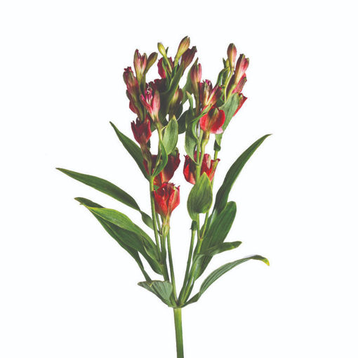 Picture of Alstroemeria Charmelia Dynamite