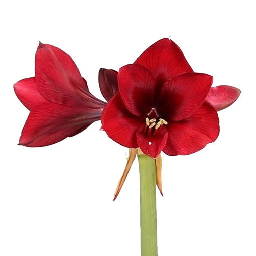 Picture of Amaryllis Royal Velvet