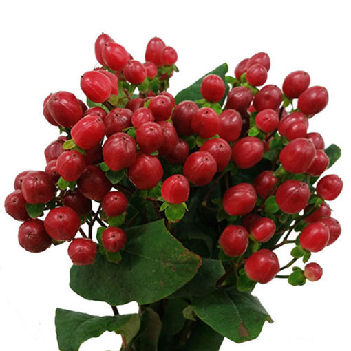 Picture of Hyperucum True Romance