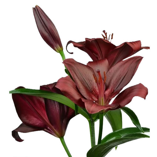 Picture of Lillium Forza