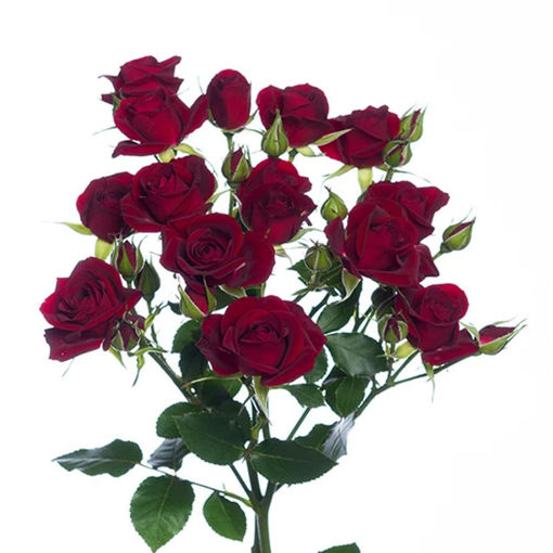 Picture of Rose Spray Rubicon