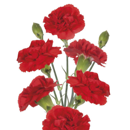 Picture of Carnation Spray Red