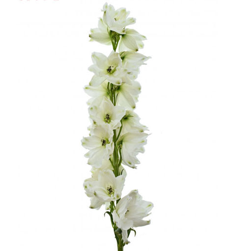 Picture of Delphinium Guardian White