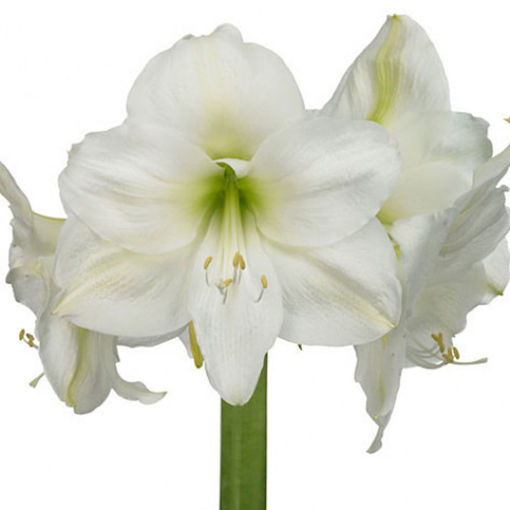 Picture of Amaryllis Mont Blanc