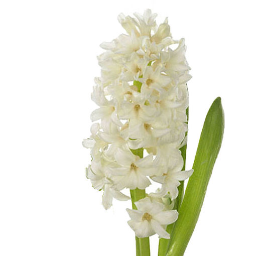 Picture of Hyacinth White King