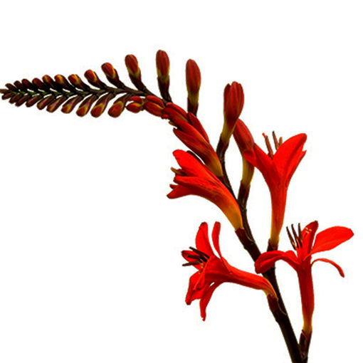 Picture of Crocosmia Lucifer