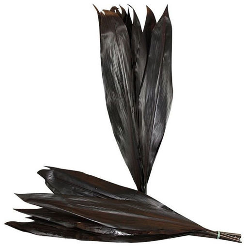 Picture of Cordyline Black Ti